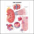 Kidney Anatomy Chart