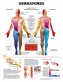 Dermatome Anatomy Poster