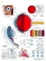 Human Eye Chart