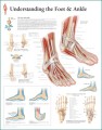 Foot and Ankle Anatoy Poster