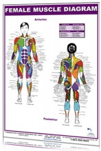 Female Muscle Diagram