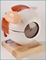 Giant Five-Part Eyeball Anatomical Model