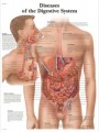 Digestive System Anatomical Chart (Glossy)