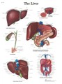 Liver Anatomical Poster