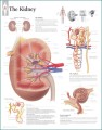 Kidney Anatomical Poster