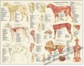 Dog Anatomical Chart