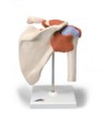 Shoulder Joint Anatomical Model Deluxe