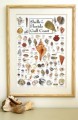 Shells of Florida's Gulf Coast Poster