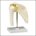 Functional Shoulder Joint Model (Right)