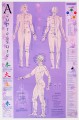 Acupuncture-Acupressure Point Reference Chart
