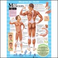 Blueprint for Health Your Muscles Anatomical Poster