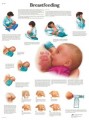 Breastfeeding Anatomical Poster
