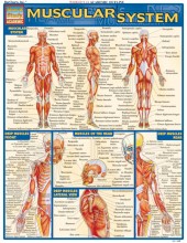 Muscle Chart
