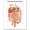 Diseases of the Digestive System (Enfermedades del sistema digestivo) Chart
