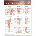 Joints Anatomy Poster, Lower Extremity