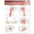 Joints Anatomy Poster, Upper Extremity