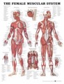 Female Muscular System Anatomical Chart