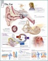 Ear Anatomical Chart