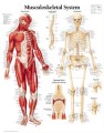 Musculoskeletal System Poster
