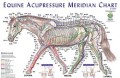 Horse Meridian Chart