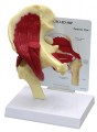 Life-Size Muscled Joint Set Anatomical Model
