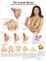 Female Breast chart - Anatomy, Pathology and Self-Examination