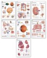 Body Organ Wall Charts