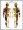 Male Muscular & Skeletal System Anatomy Poster