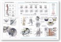 Spine Common Disorders Poster