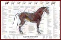 Equine Anatomy / Vital Signs Poster