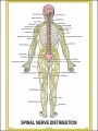 Spinal Nerve Distribution Chart