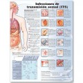 Sexually Transmitted Infections Poster (Infecciones de transmisión sexual)