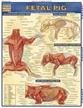 Fetal Pig Charts