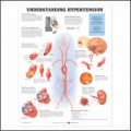 Hypertension Anatomy Poster