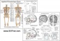 Applied Kinesiology Chart