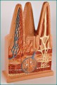 Intestinal Villi Anatomical Model