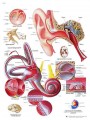 Ear Anatomy Poster