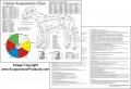 Dog Acupuncture Chart