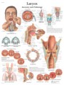 Larynx - Anatomy and Pathology Anatomical Poster