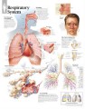 Respiratory System Poster