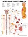 Autonomic Nervous System Anatomical Poster