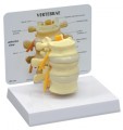 Vertebrae Anatomy Model