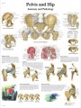 Hip and Pelvis - Anatomy and Pathology Poster