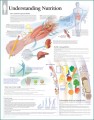 Nutrition Antomy Poster