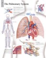 Pulmonary System Poster