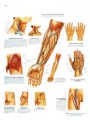 Blood Vessel and Nerve Pathways Anatomical Poster