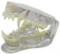 Canine Jaw Anatomical Model