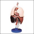 Respiratory Organs Anatomical Model