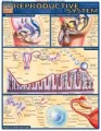 Reproductive System Anatomy Chart