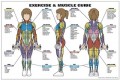 Exercise & Muscle Guide Female Poster
